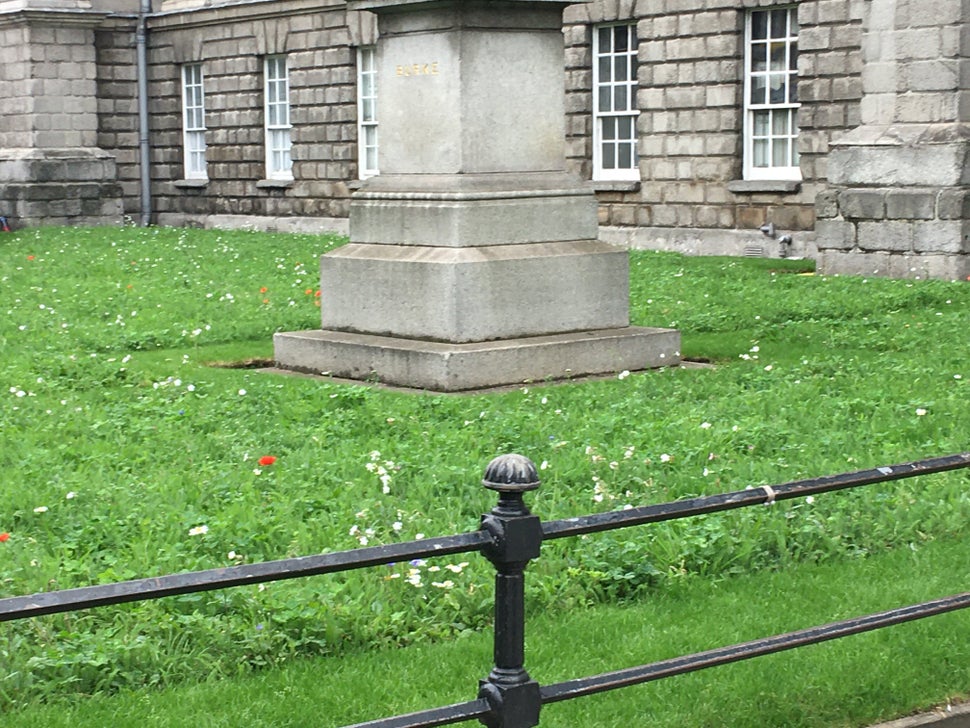 Dublin Trinity College's wildflowers are starting to flower on campus.