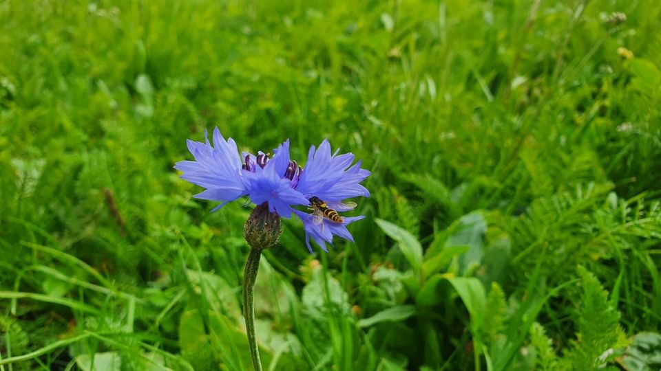 Dublin Trinity College's wildflowers are already attracting pollinators 