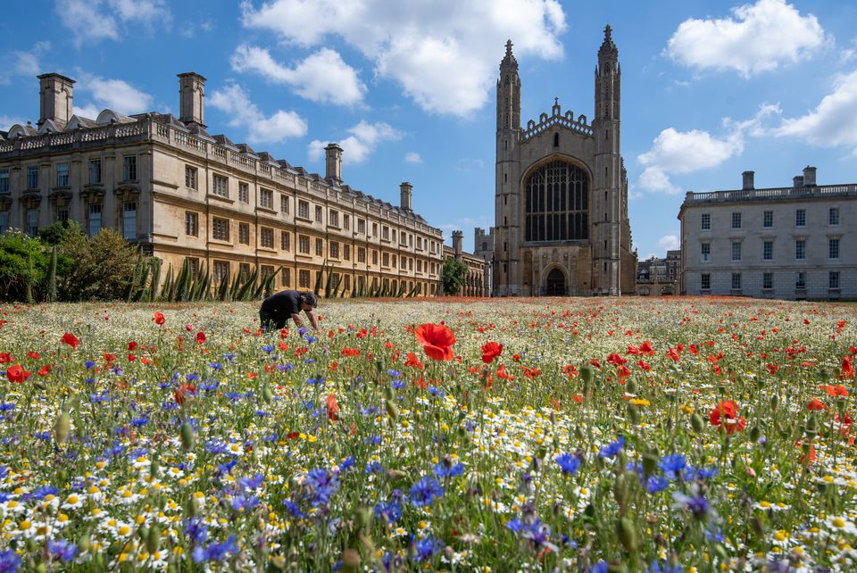 Gardeners rake the freshly mown meadow at King's College Cambridge, which features harebells, buttercups, poppies and cornflowers.