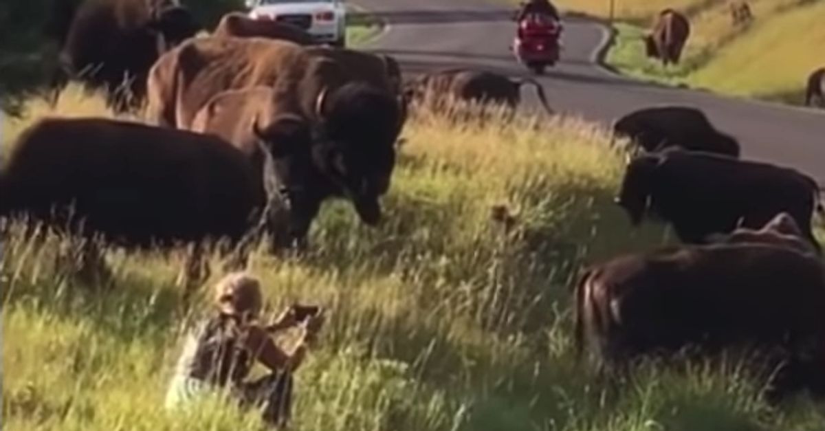 Bison Attacks Rips Pants Off Woman Who Sat In Middle Of Herd To Snap Photos Huffpost Impact
