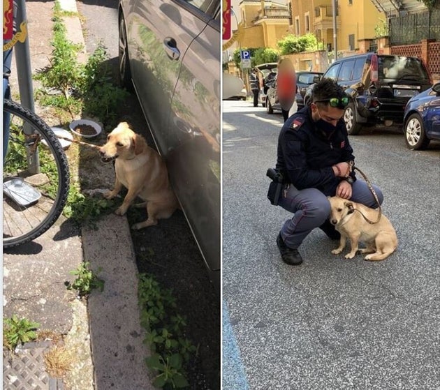 Il cane abbandonato sotto il sole è stato adottato dal poliziotto che lo ha salvato Il cane abbandonato sotto il sole è stato adottato dal poliziotto che lo ha salvato