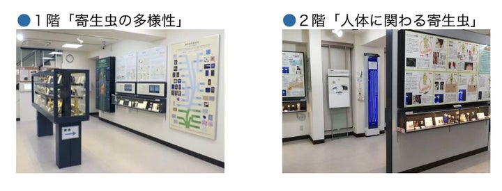 目黒寄生虫館の常設展示の様子