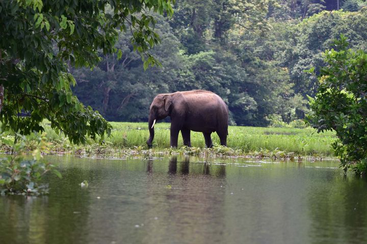 KAZIRANGA, INDIA - JUNE 30, 2020: A wild elephant take shelter at a highland in the flood affected area of Kaziranga National Park in Nagaon district in the northeastern state of Assam on June 30, 2020. 