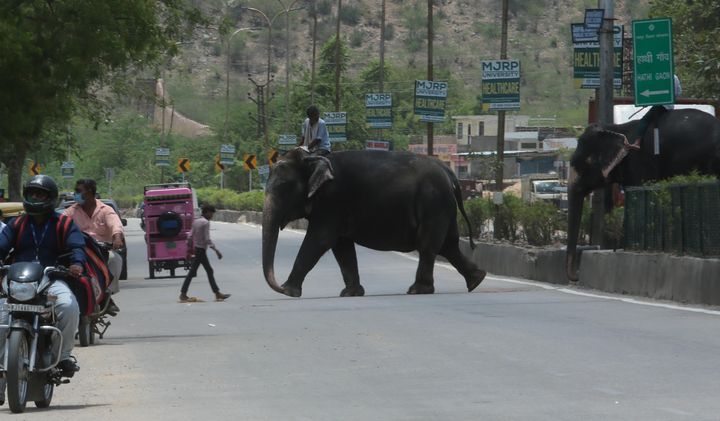 Mahouts walk their elephants towards a medical camp organised by the Forest Department at Hathi Gaon (elephant village) on June 11, 2020 in Jaipur, India. 
