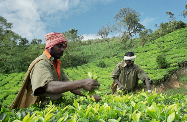 A file photo of workers plucking leaves in a tea estate in Munnar, Kerala.