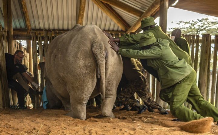 An international team of scientists said they successfully extracted eggs from the last two remaining northern white rhinos, a step on the way to possibly saving the subspecies from extinction.