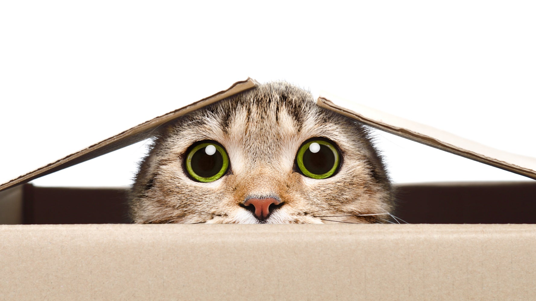 猫が自宅で仕事の邪魔をする それはあなたと絆を強めたがっているからかも ハフポスト Life 猫が自宅で仕事の邪魔をする それはあなたと絆を強めたがっているからかも ハフポスト Life