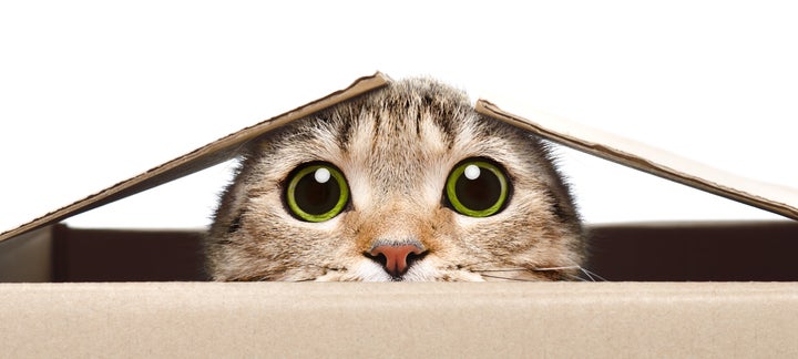 猫が自宅で仕事の邪魔をする それはあなたと絆を強めたがっているからかも ハフポスト Life