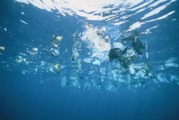 海洋プラスチックごみは生き物に大きな影響を与えている。