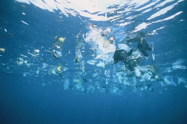 海洋プラスチックごみは生き物に大きな影響を与えている。