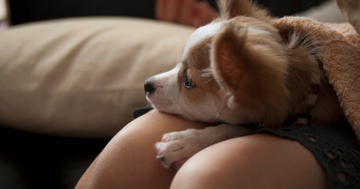 ペットにも貧困の影響が 反貧困犬猫部 設立きっかけとなったチワワの命 ハフポスト