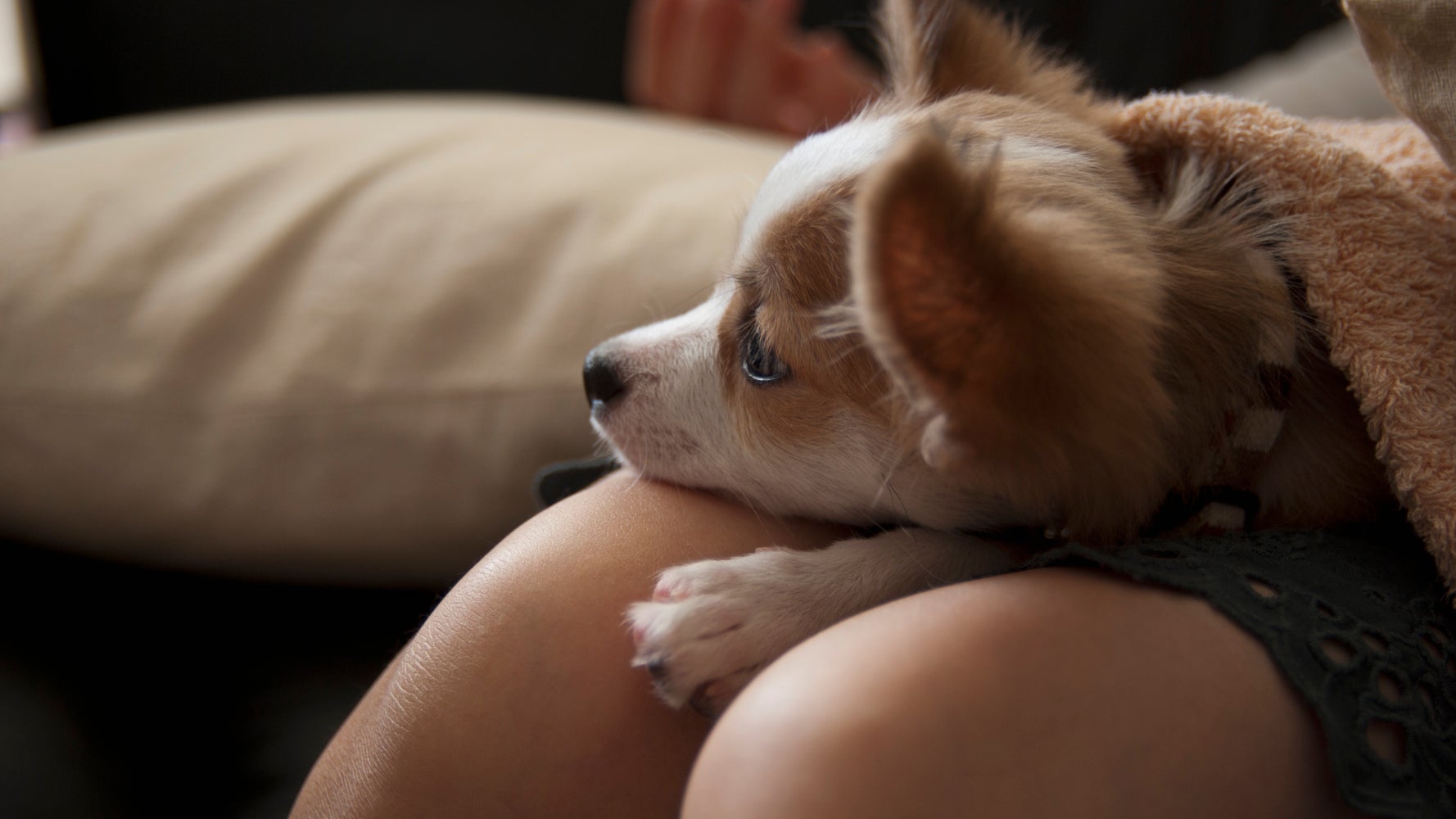 ペットにも貧困の影響が 反貧困犬猫部 設立きっかけとなったチワワの命 ハフポスト ペットにも貧困の影響が 反貧困犬猫部 設立きっかけとなったチワワの命 ハフポスト