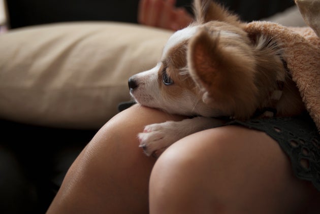 ペットにも貧困の影響が 反貧困犬猫部 設立きっかけとなったチワワの命 ハフポスト