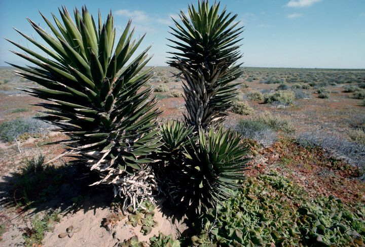 Mojave yucca, cacti and shrubs are often cut down to make way for solar power installations.