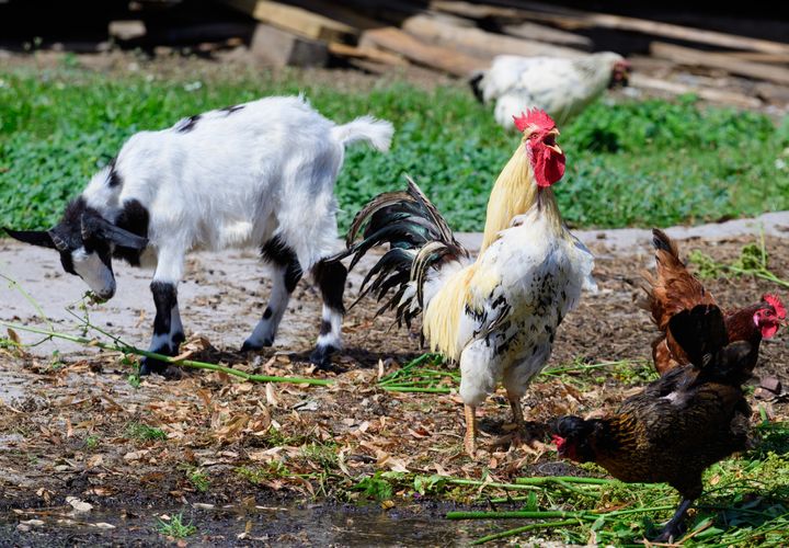 Chickens are highly sociable animals, and interact well with humans and other animals