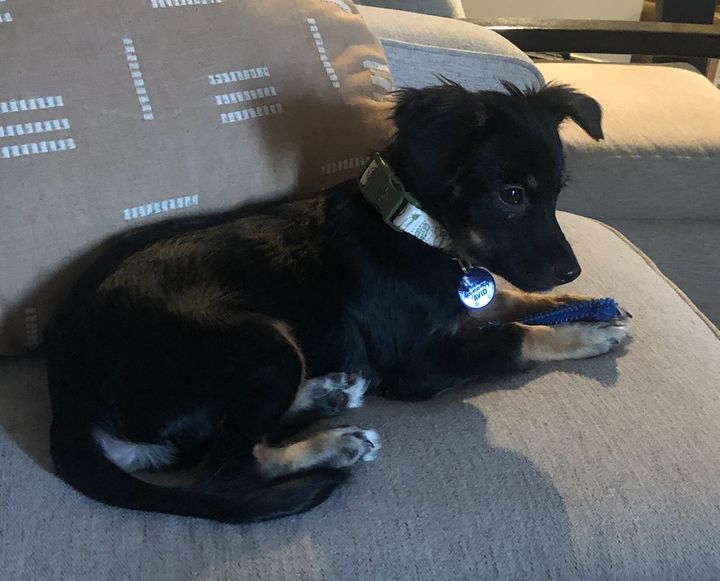 Cody, the author's 4-month-old rescue pup. 