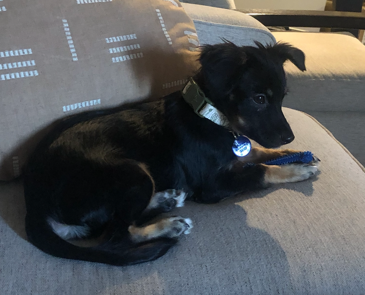 Cody, the author's 4-month-old rescue pup.