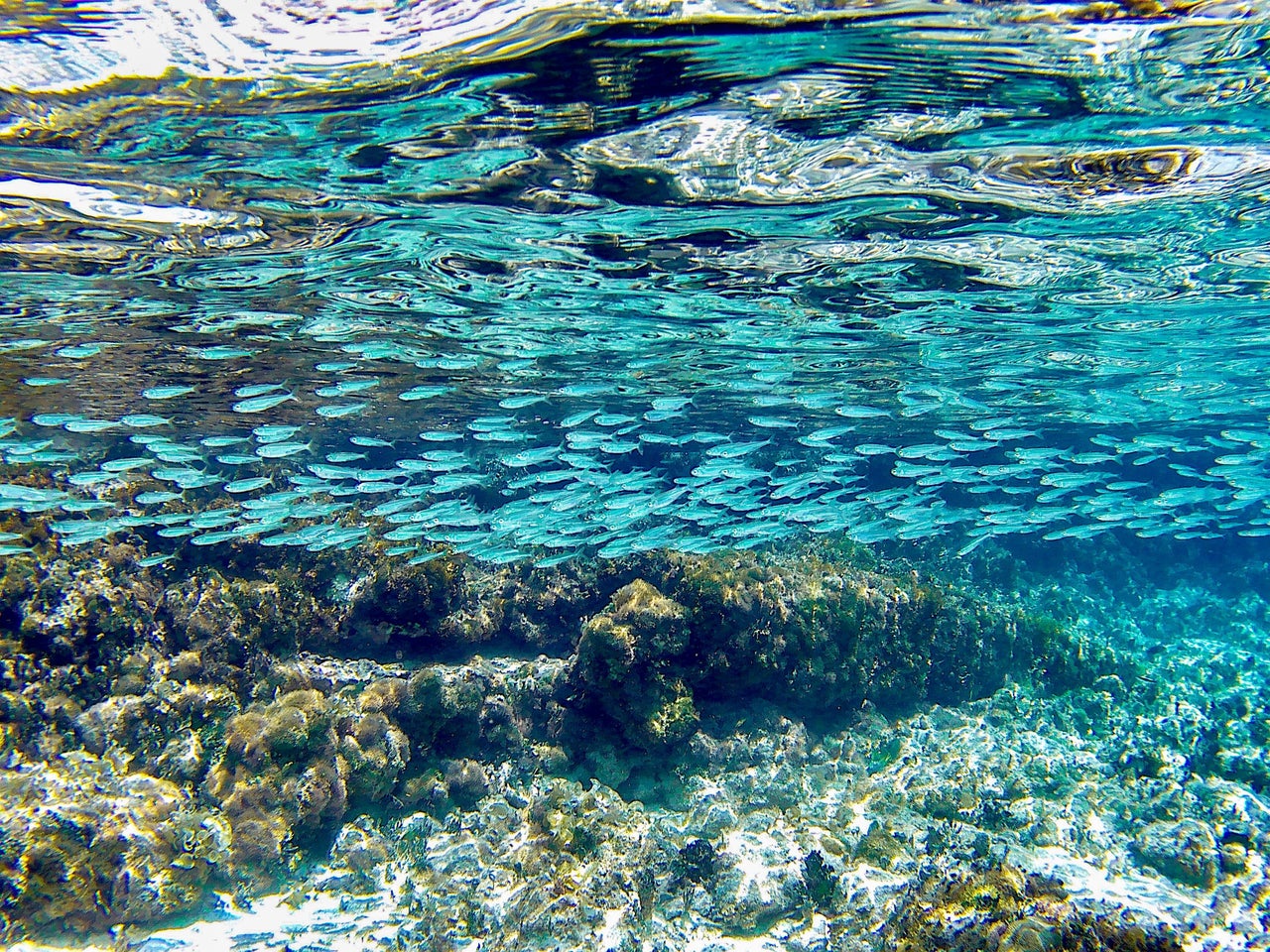 The Mesoamerican Reef, the second-largest coral reef in the world, provides habitat for over 500 species of fish.