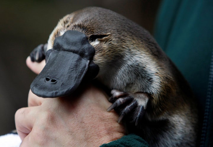 An adult male platypus named Millsom is carried by his keeper at an animal sanctuary in Melbourne.