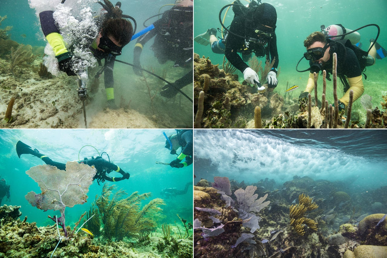 Guardians-in-training learn to repair the reef, drilling holes to insert supports for reattaching broken pieces and scrubbing transplant sites with a brush. Plastic zip ties hold broken bits in place.