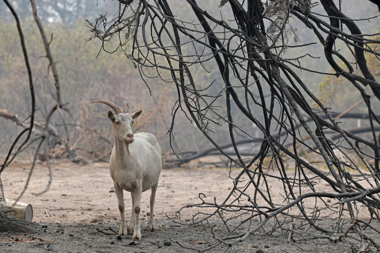 A billy goat wanders under a charred tree after surviving a fire on Pleasants Valley Road in Vacaville, California.