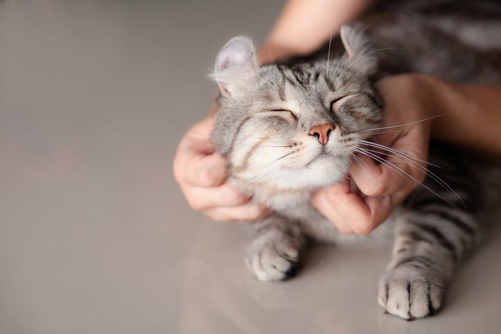 고양이
