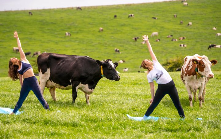 Dairy cows graze in a field as yoga instructor Titannia Wantling (left) leads yogis in the cow yoga session at Paradise Farm in Leyland, Lancashire