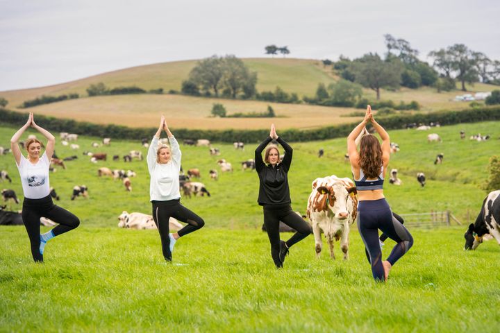 Dairy cows graze in a field as Yoga instructor Titannia Wantling leads yogis in the first ever Cow Yoga session at Paradise Farm in Leyland, Lancashire