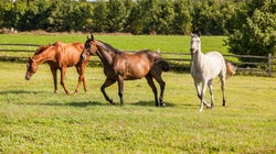 Un nouveau cheval mutilé retrouvé dans les