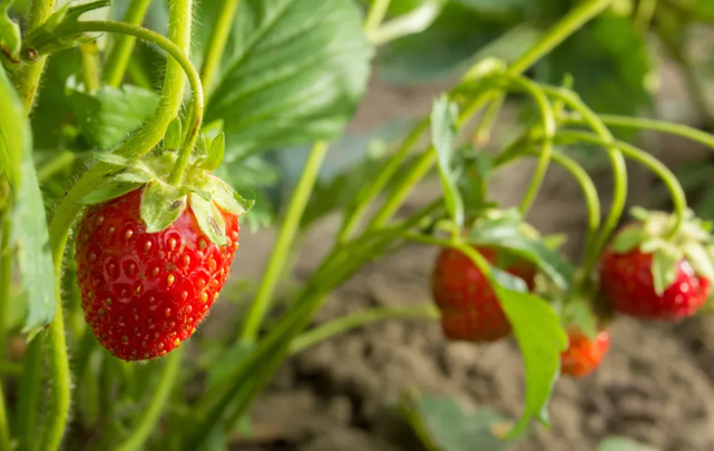Malgré un engouement «incroyable» pour l'achat local, des producteurs prévoient devoir laisser des...