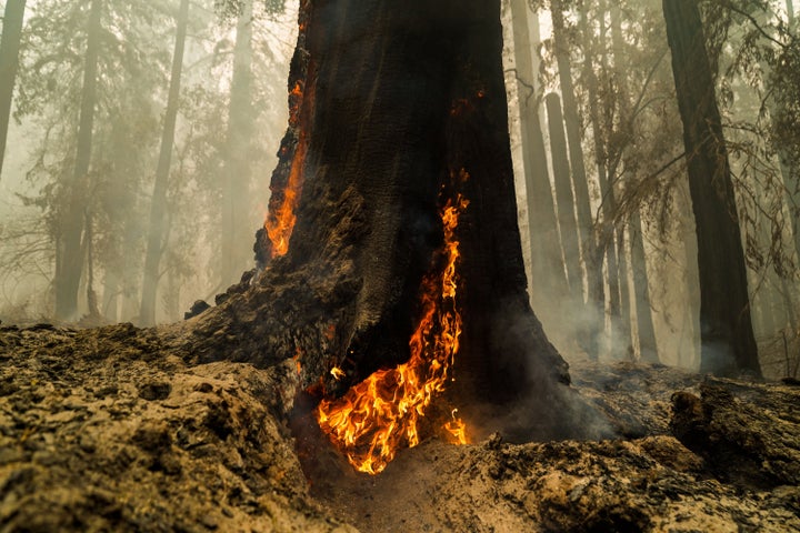 Smoke hangs low in the air at Big Basin Redwoods State Park.