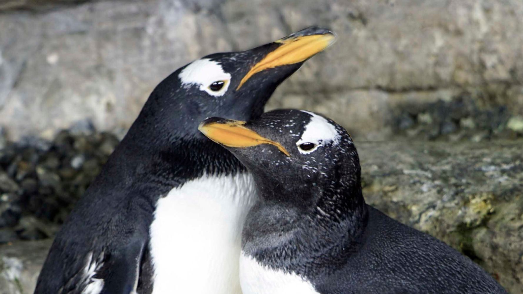 How Much Body Weight Does A Female Penguin Lose After Birth