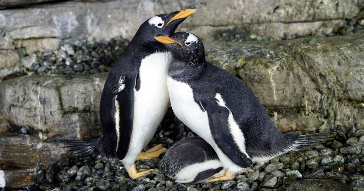 同性カップルのペンギン ママになる スペインの水族館で 飼育員が機転 ハフポスト