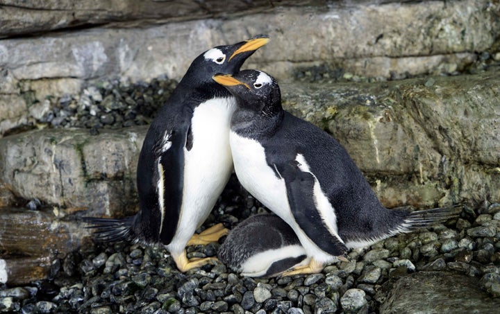 同性カップルのペンギン ママになる スペインの水族館で 飼育員が機転 ハフポスト 同性カップルのペンギン ママになる スペインの水族館で 飼育員が機転 ハフポスト