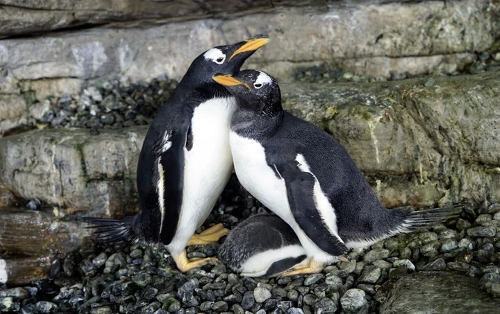 同性カップルのペンギン ママになる スペインの水族館で 飼育員が機転 ハフポスト 同性カップルのペンギン ママになる スペインの水族館で 飼育員が機転 ハフポスト