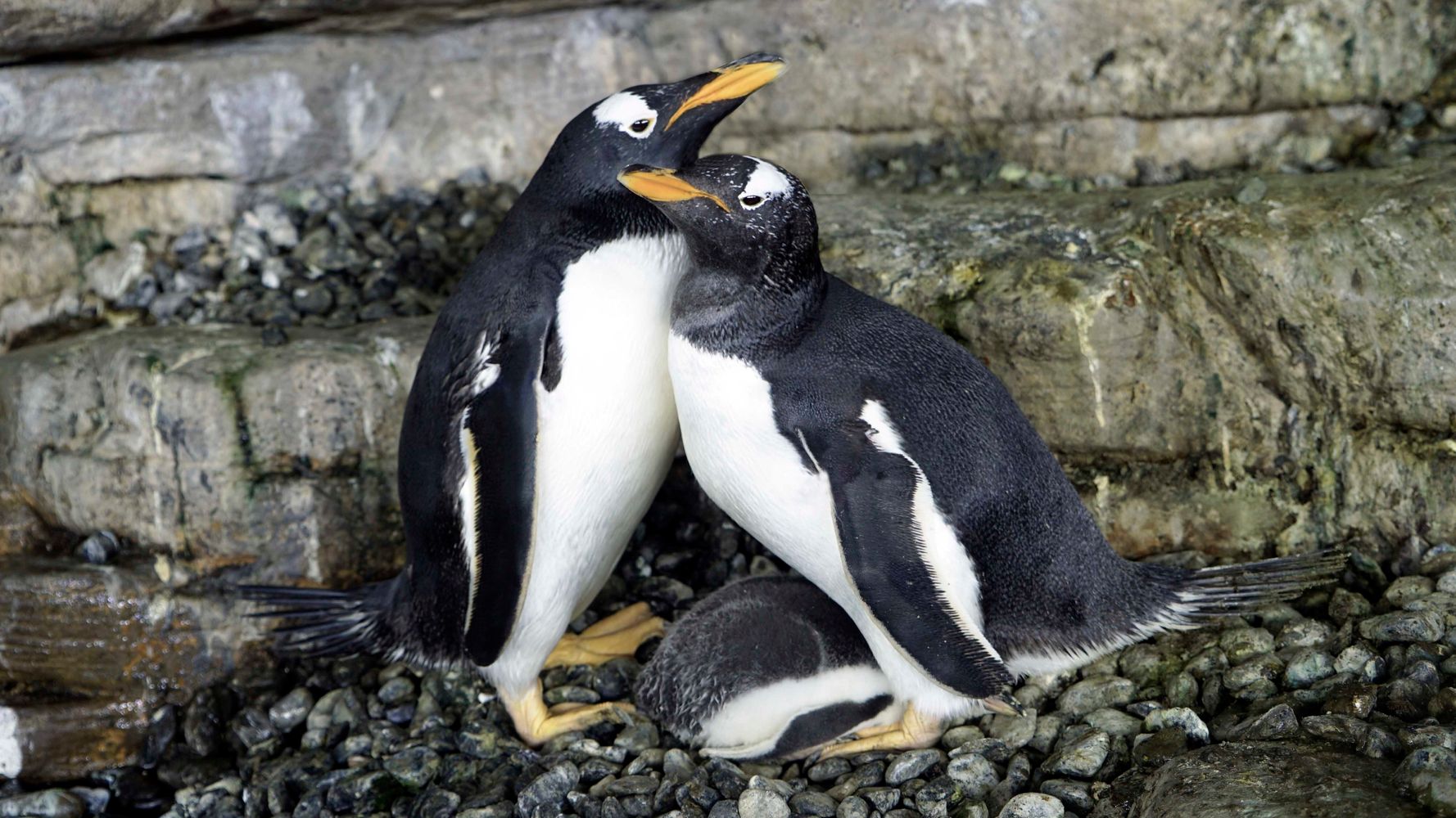 同性カップルのペンギン ママになる スペインの水族館で 飼育員が機転 ハフポスト