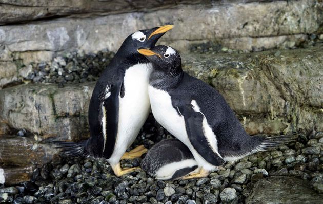 同性カップルのペンギン ママになる スペインの水族館で 飼育員が機転 ハフポスト