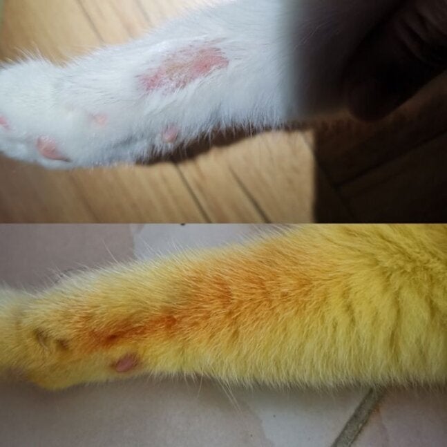 강황 가루를 바르고 피부병이 나은 태국 고양이