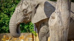 Du cannabis pour les éléphants? L’innovation anti-stress du zoo de