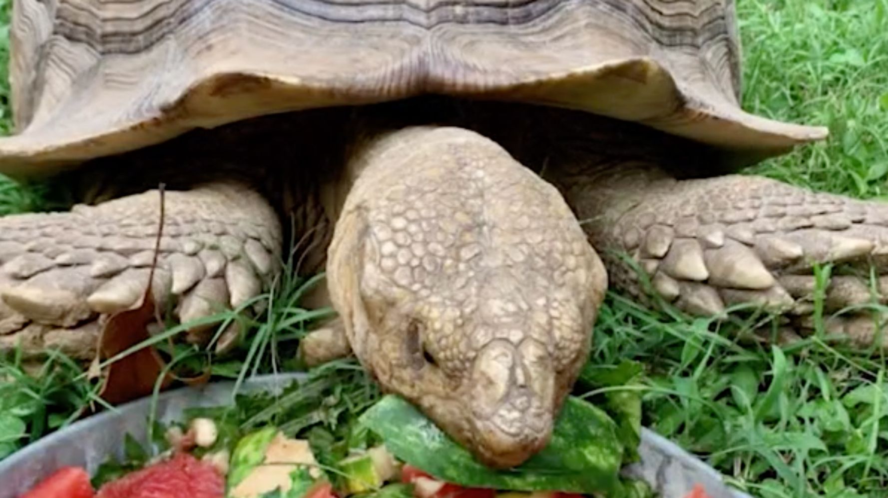 Missing Tortoise Recovered After 74 Days On The Lam | HuffPost