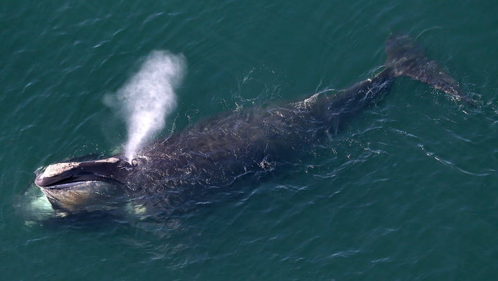 An aerial view of a North Atlantic right whale feeding off the shores of Duxbury Beach, Massachusetts.