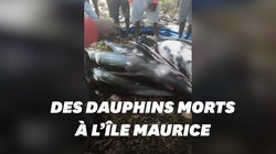 Une vingtaine de dauphins retrouvés morts à l’Île
