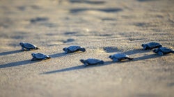 Des dizaines de tortues sont nées sur la plage de