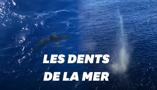 Un garde-côte américain tire sur un requin s’approchant de