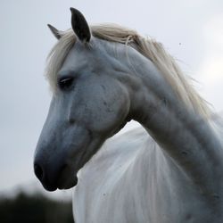 Chevaux mutilés: un portrait-robot diffusé après une agression dans