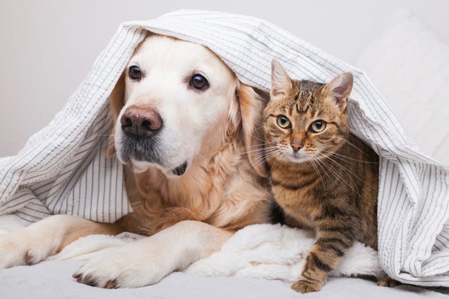 まだまだ暑い 犬 猫の熱中症対策は大丈夫 ペット用冷感ひんやりマット 7選 ハフポスト