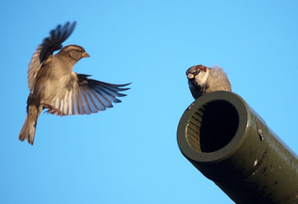 (Photo by Ralf Hirschberger / dpa / AFP) / Germany OUT (Photo credit should read RALF HIRSCHBERGER/DPA/AFP...