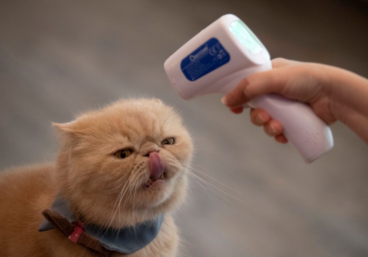 Φωτογραφία αρχείου Μάιος 2020 Ταϊλάνδη - Σύμφωνα με μελέτη που δημοσιεύθηκε στις 13 Μαΐου 2020 οι γάτες μπορούν να μεταδώσουν τον ιό μεταξύ τους και να είναι ταυτόχρονα ασυμπτωματικές (AP Photo/Sakchai Lalit)