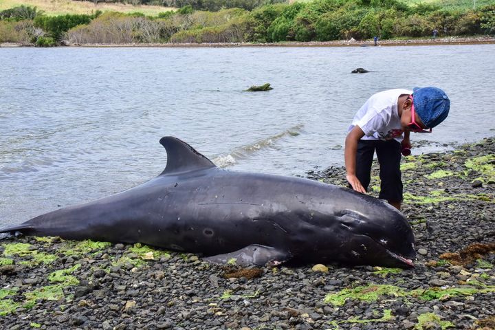 A boy touches the carcass of melon-headed whale -- a member of the dolphin family -- at the beach in Grand Sable, Mauritius, on August 26, 2020.