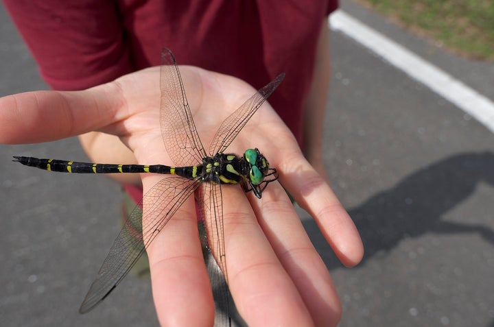 今年の熱いブーム おにやんま君 虫嫌いにはトンボの王様 ハフポスト News 今年の熱いブーム おにやんま君 虫嫌いにはトンボの王様 ハフポスト News